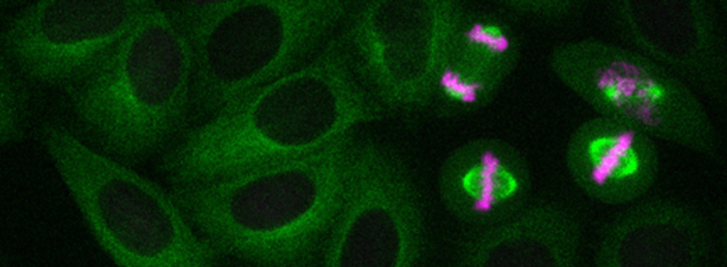 HELA mitosis