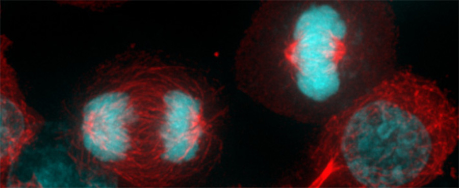 mitosis