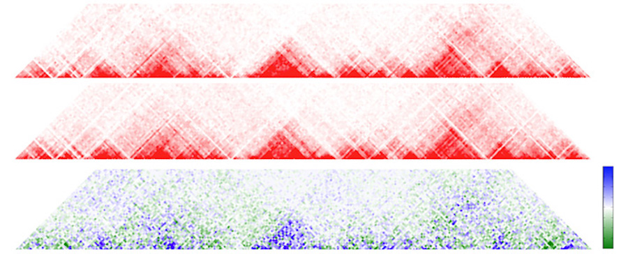 comparison of chromatin topological domains (TADs) between mouse cell types