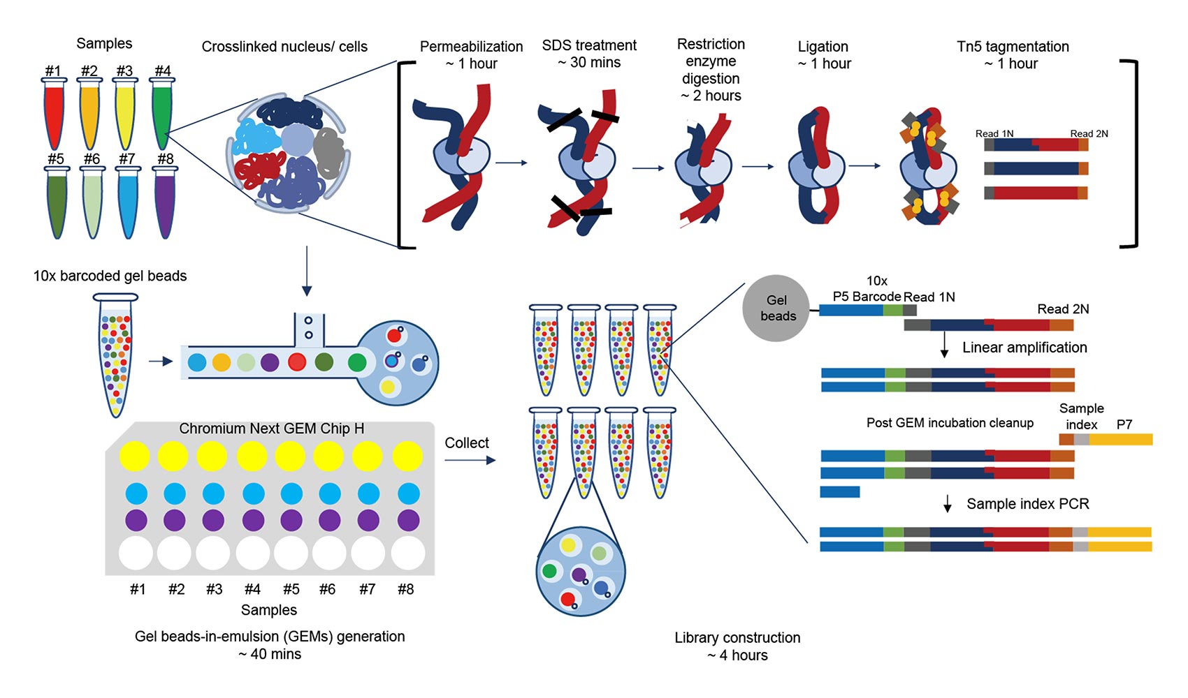 New technique for mapping the brain and decoding cancer has also shed light on the dynamics of “extra-chromosomal” DNA 