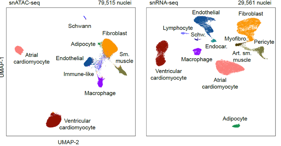 single cell 2