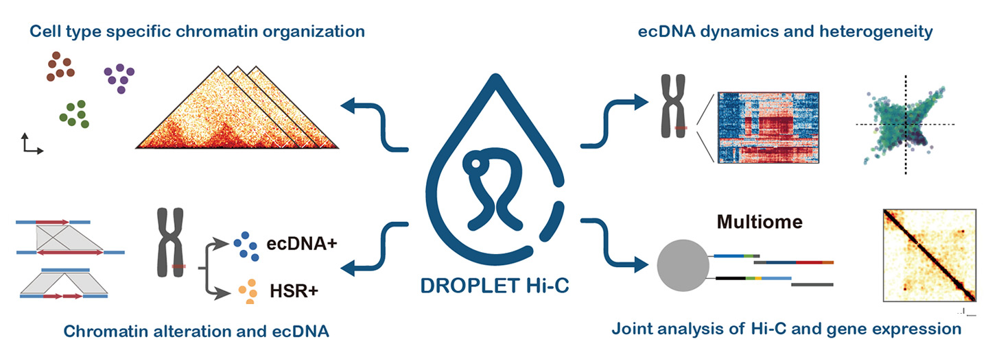 Unveiling Chromatin Architecture with Droplet Hi-C: A Breakthrough in Single-Cell Analysis